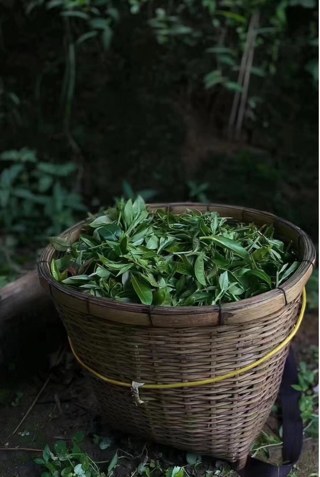 What is tea?