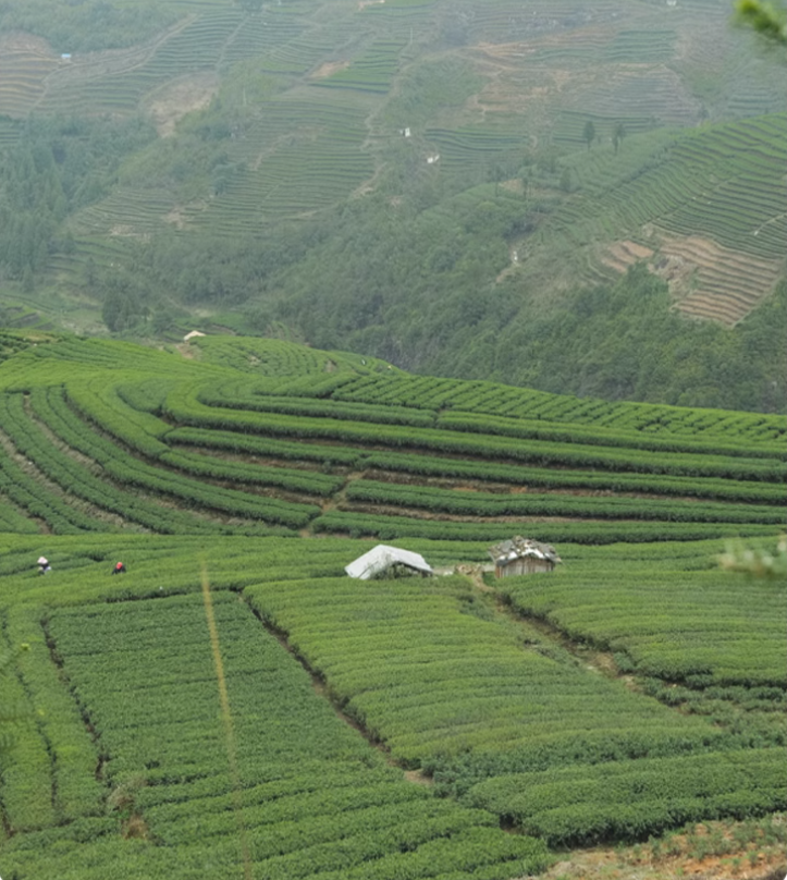 this is Chinese white tea white peony white tea bai mu dan