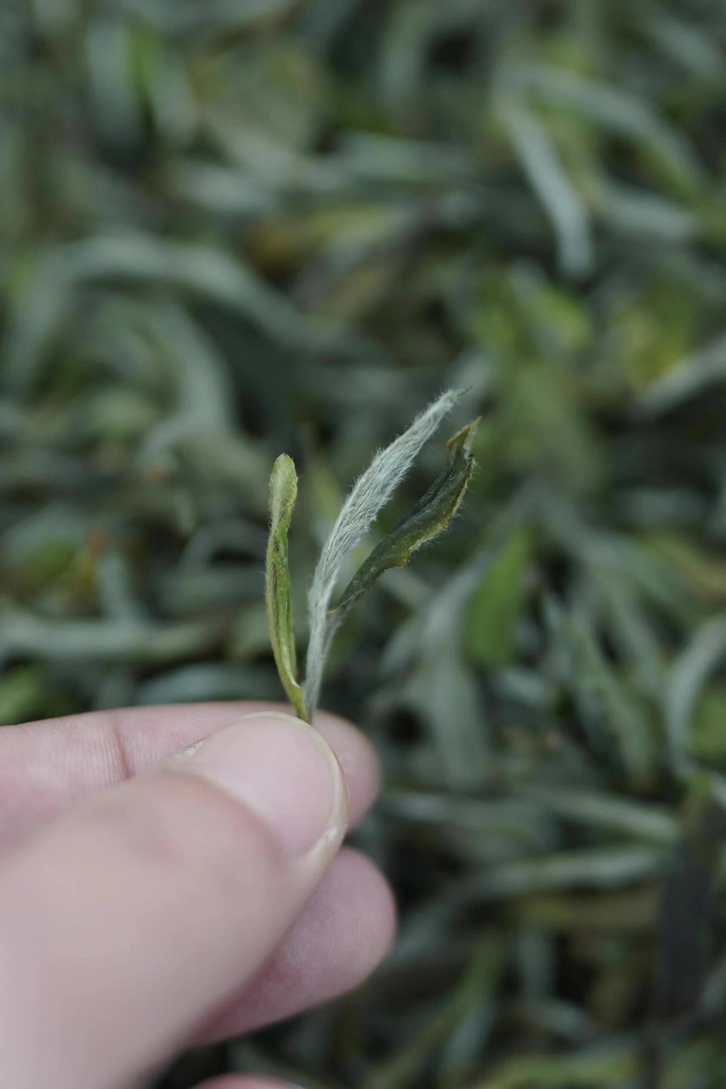 this is Chinese white tea white peony white tea bai mu dan