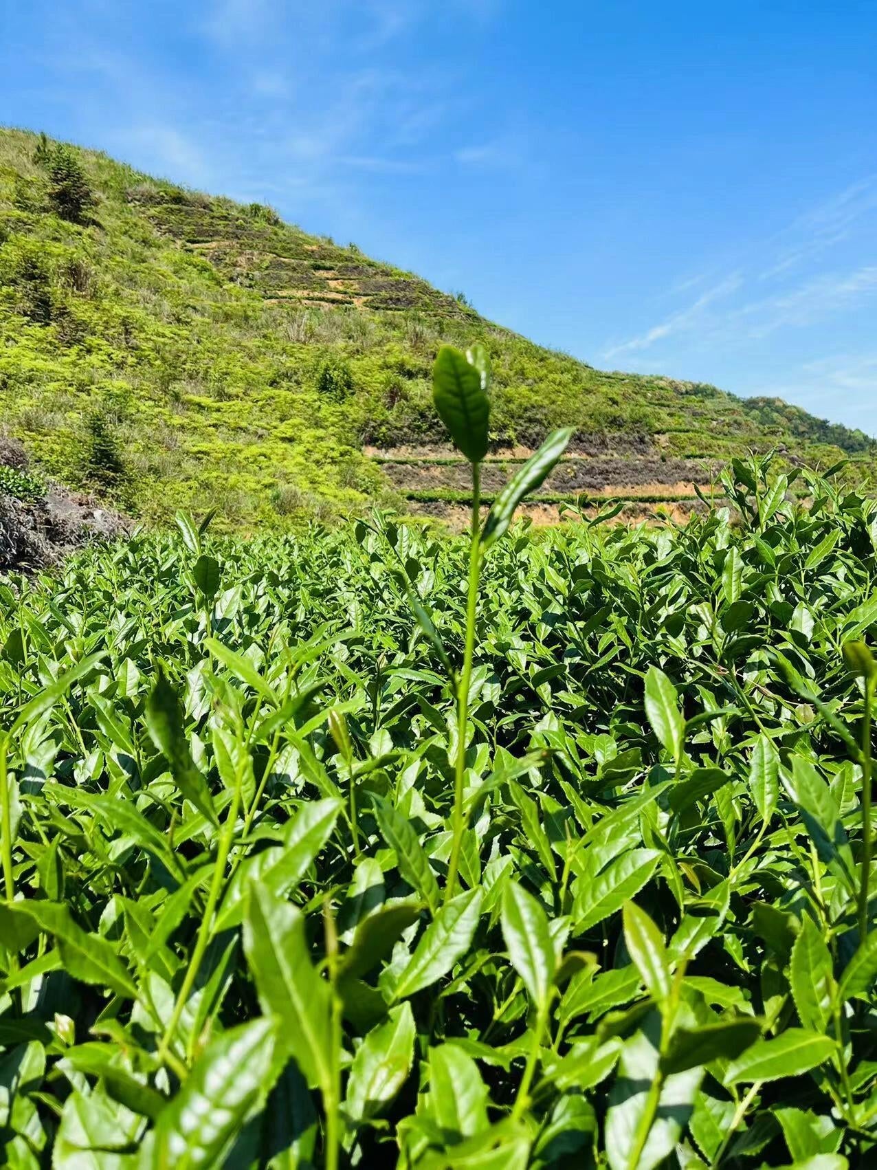 This is Chinese Oolong Tieguanyin Iron Goddess 