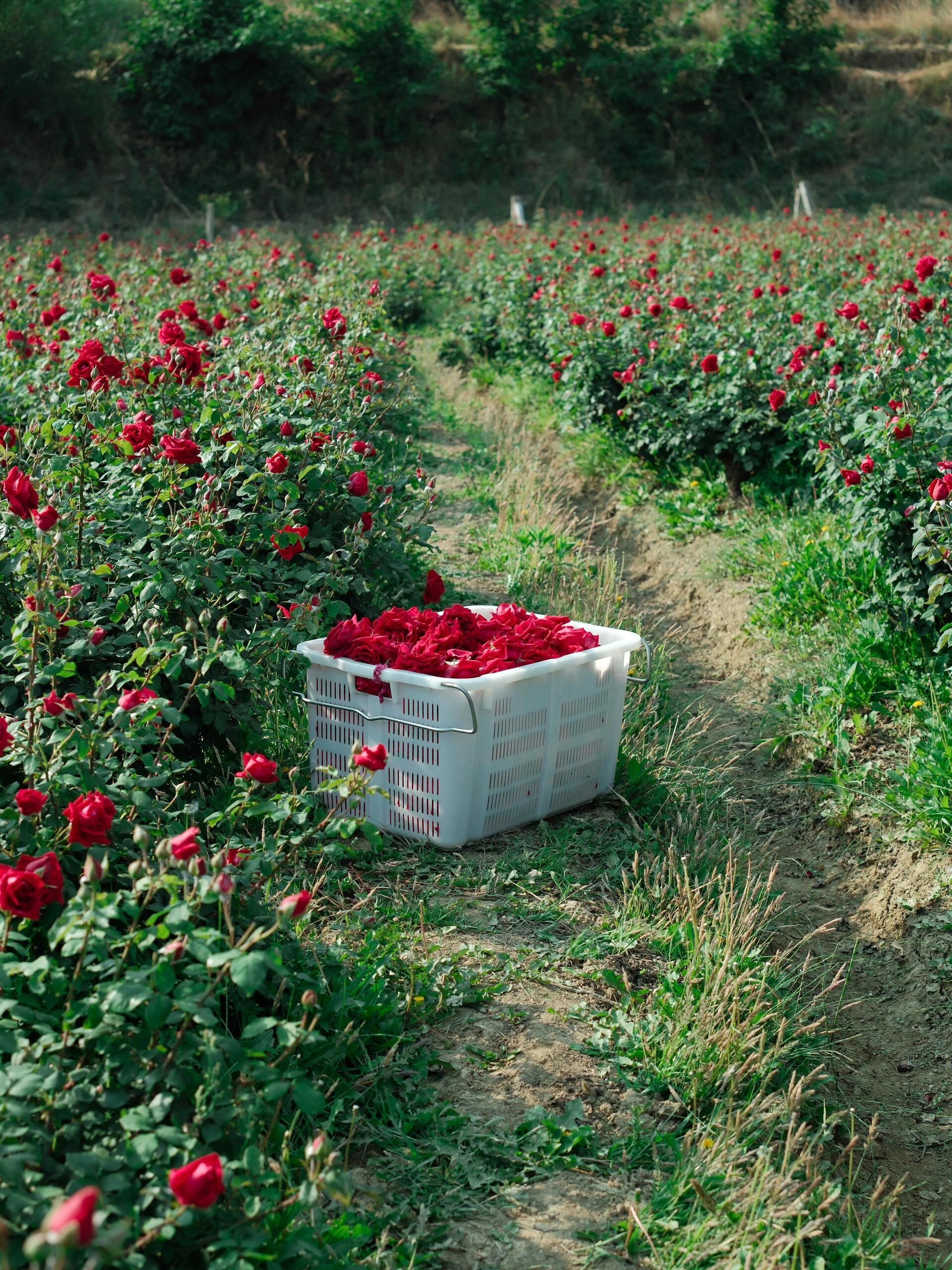 This is Chinese Yunnan dried rose edible rose