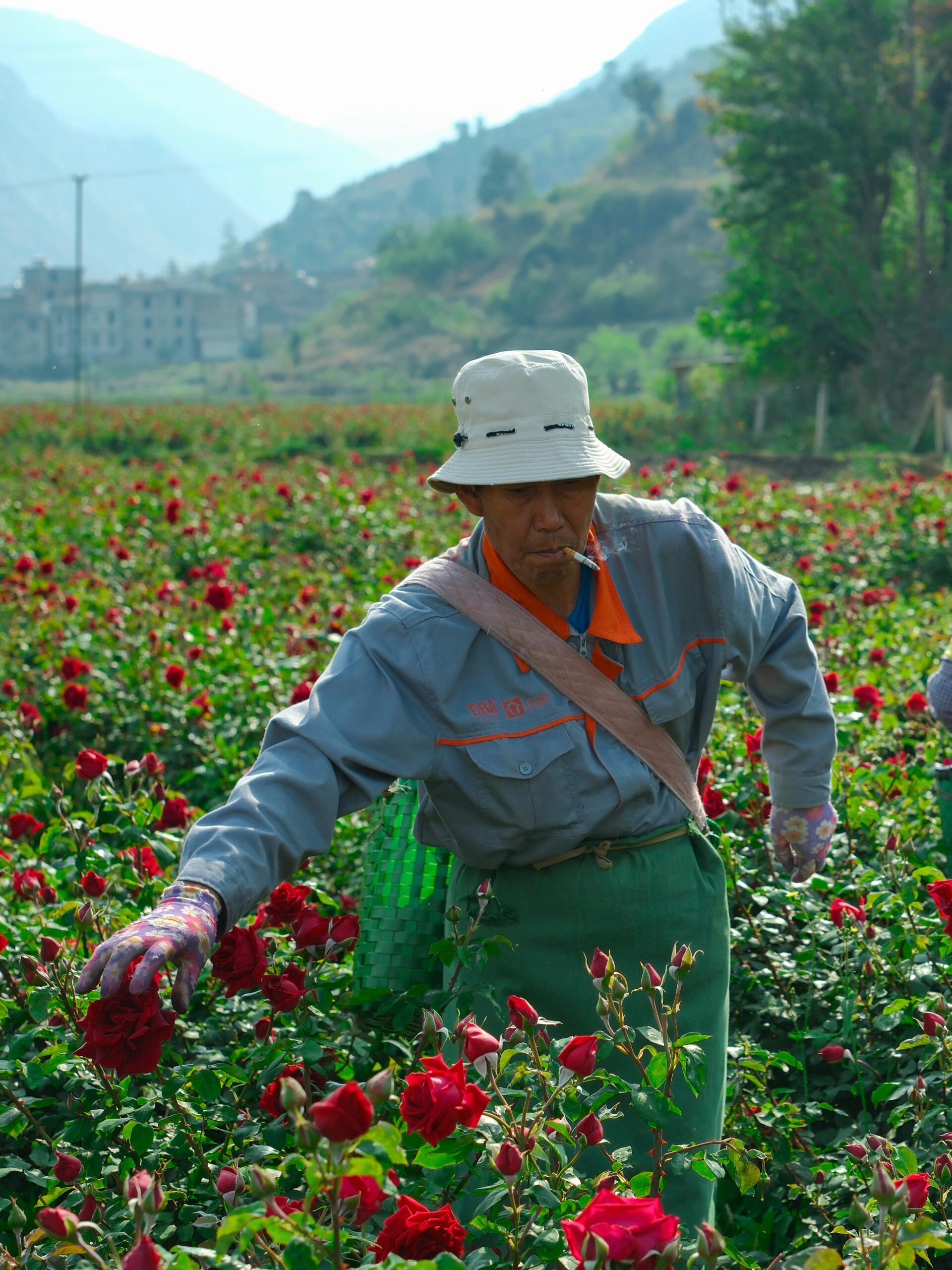 This is Chinese Yunnan dried rose edible rose