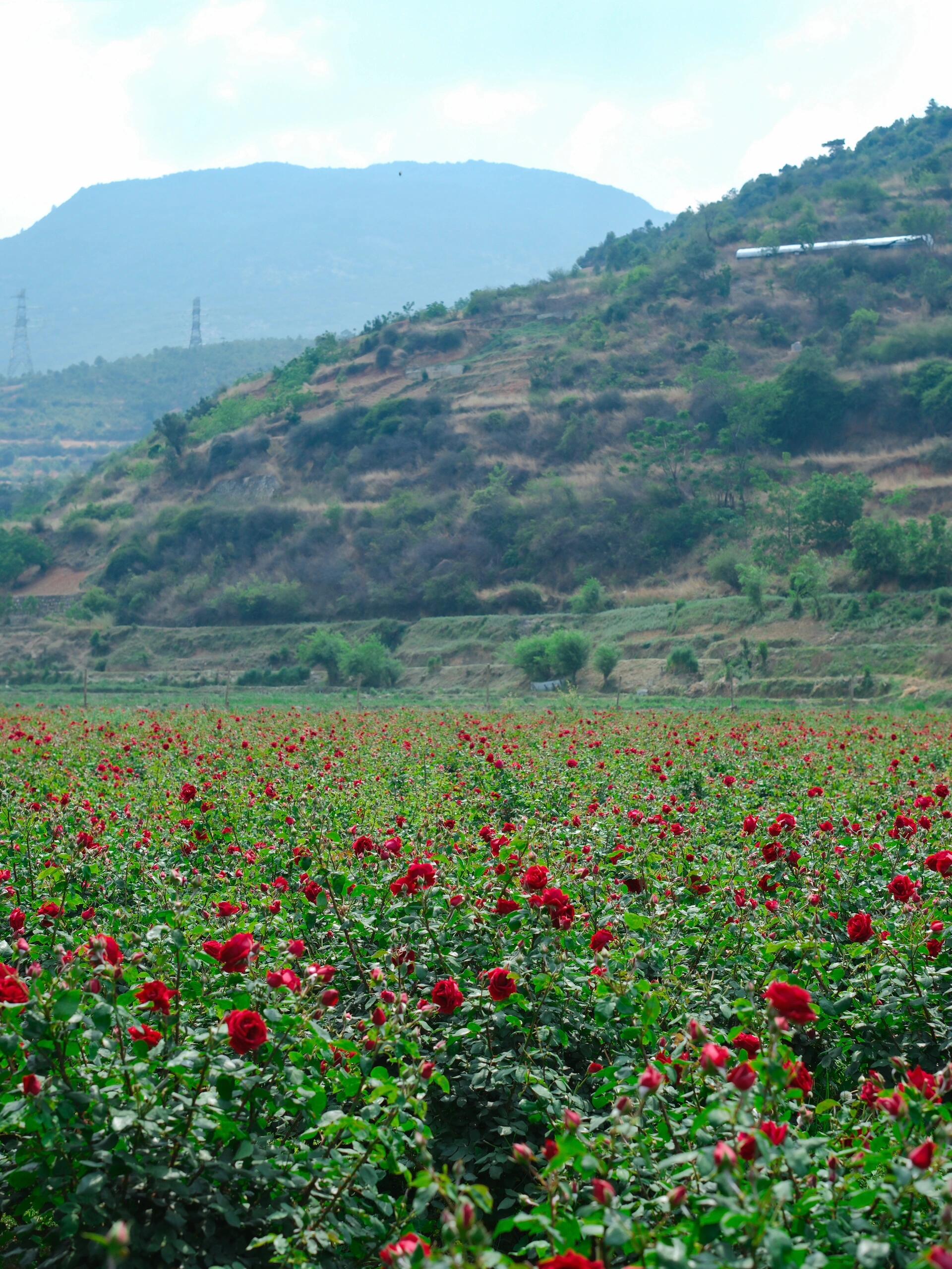 This is Chinese Yunnan dried rose edible rose