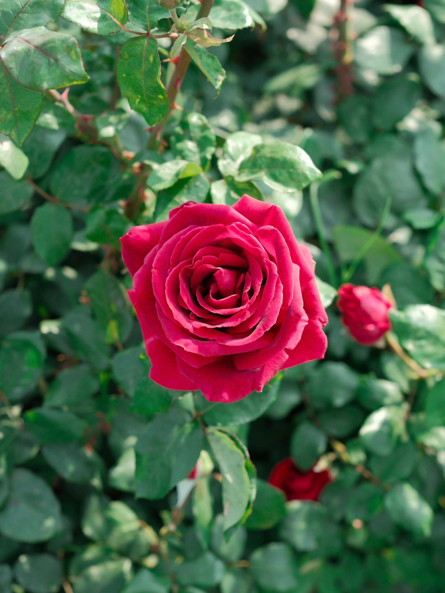 This is Chinese Yunnan dried rose edible rose