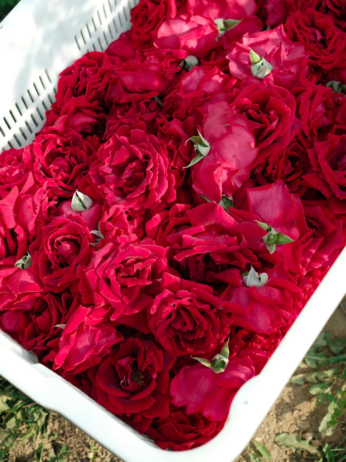 This is Chinese Yunnan dried rose edible rose