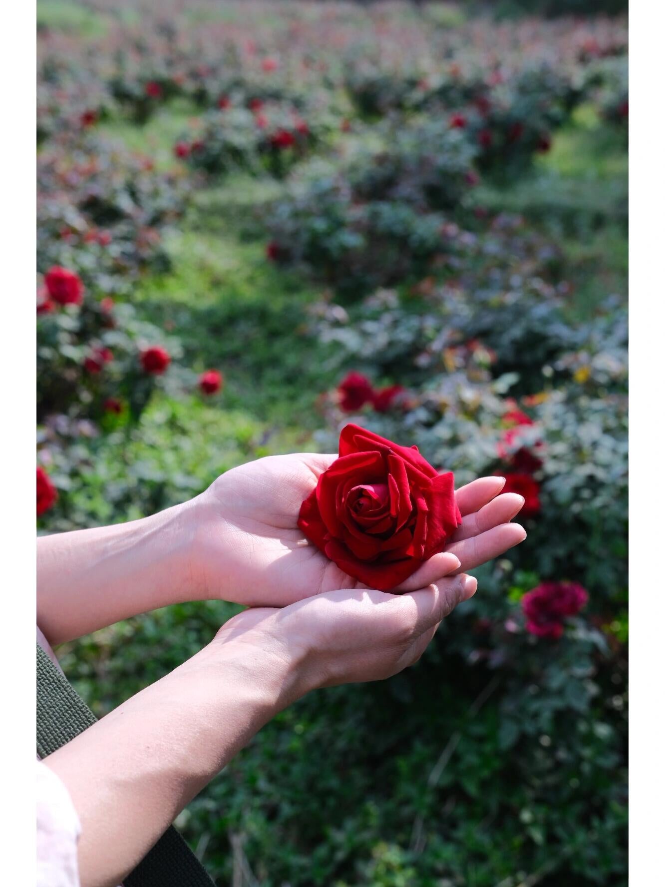 This is Chinese Yunnan dried rose edible rose