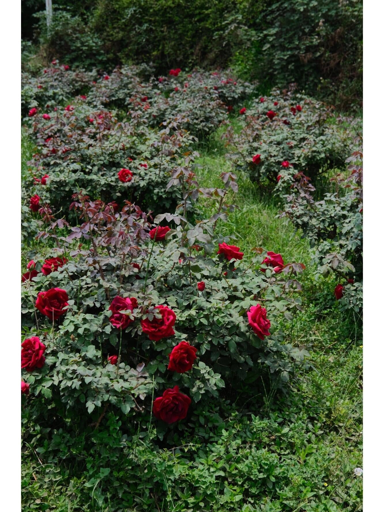 This is Chinese Yunnan dried rose edible rose