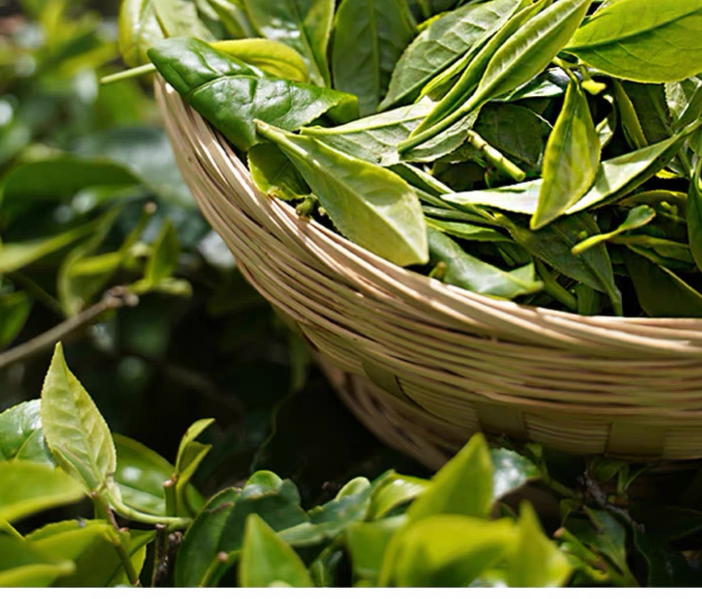 Chinese 20008 Aged Dark Brick Tea Qingzhuan Green Brick Aged Heicha