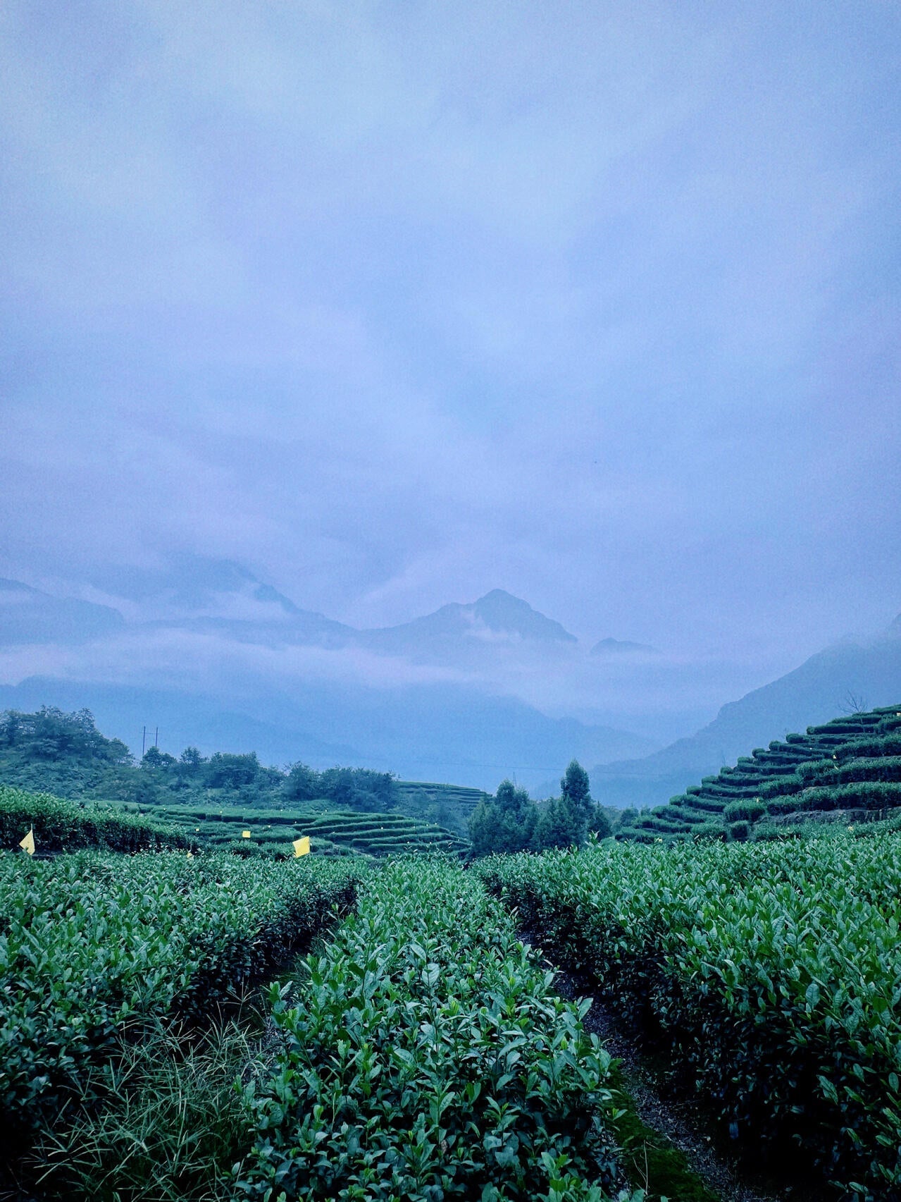 Premium Chinese Sichuan Emei High Mountain New Crafted  Black Tea Red Tea