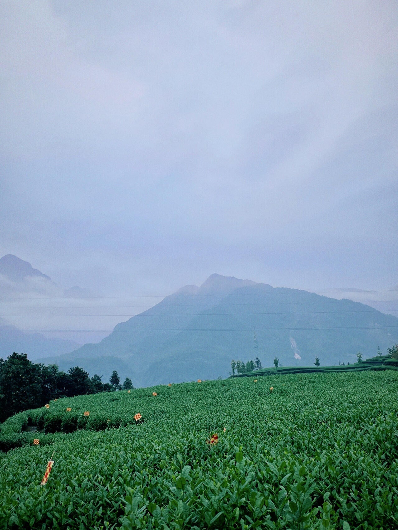 Premium Chinese Sichuan Emei High Mountain New Crafted  Black Tea Red Tea