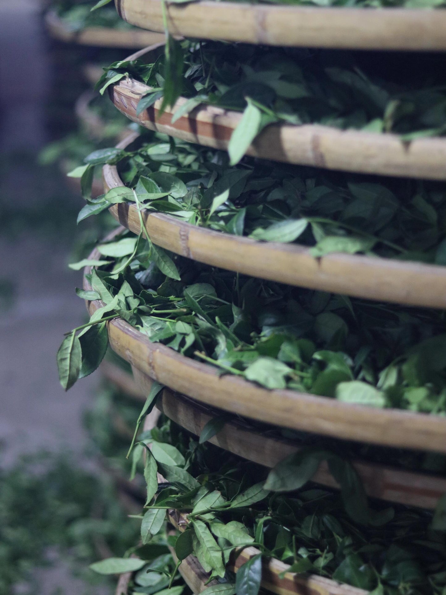 Premium Chinese Sichuan Emei High Mountain New Crafted  Black Tea Red Tea