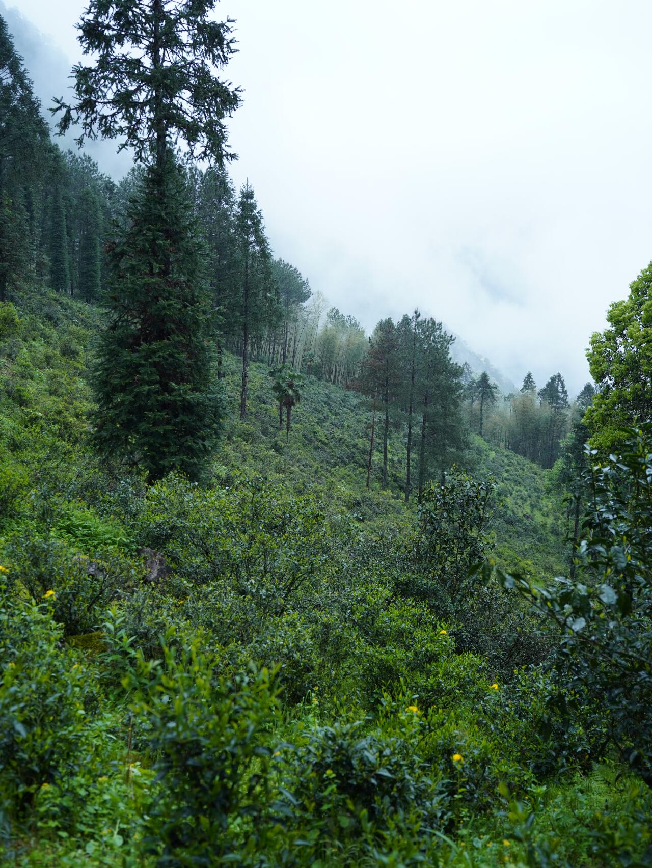 Premium Tongmuguan Red Tea Black Tea Authentic Laocong Lapsang Souchong Peach FlavorSmokless  Zhengshan Xiaozhong