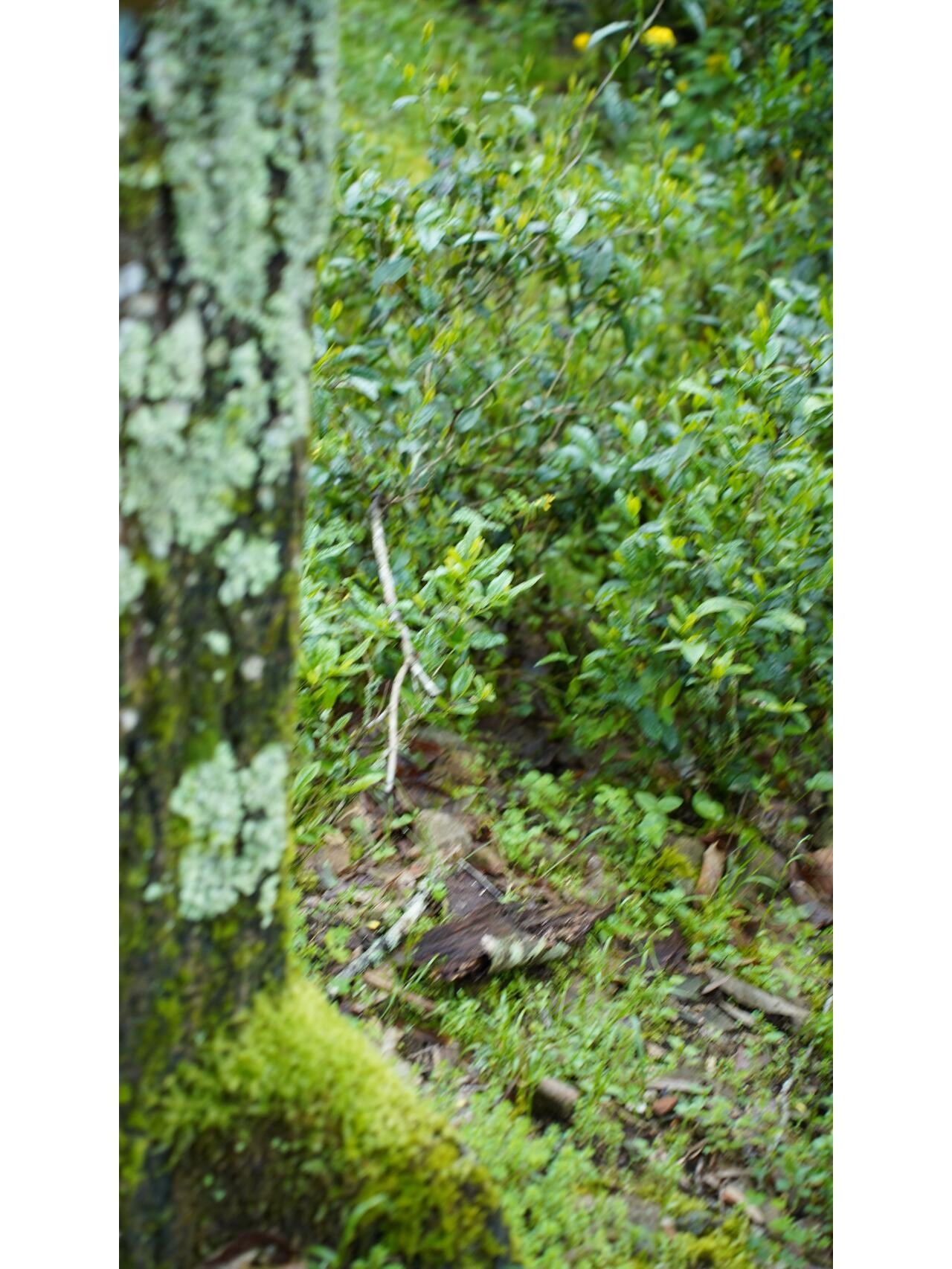 Premium Tongmuguan Red Tea Black Tea Authentic Laocong Lapsang Souchong Peach FlavorSmokless  Zhengshan Xiaozhong