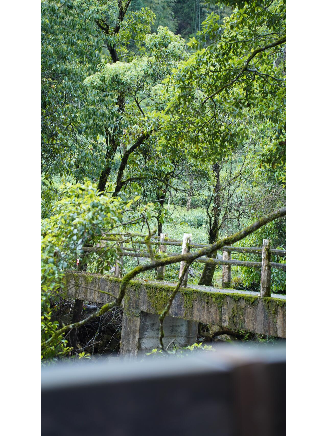 Premium Tongmuguan Red Tea Black Tea Authentic Laocong Lapsang Souchong Peach FlavorSmokless  Zhengshan Xiaozhong