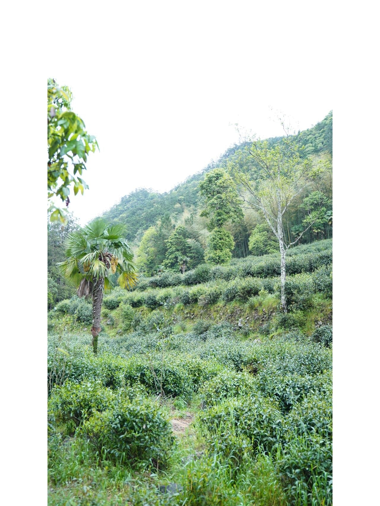 Premium Tongmuguan Red Tea Black Tea Authentic Laocong Lapsang Souchong Peach FlavorSmokless  Zhengshan Xiaozhong