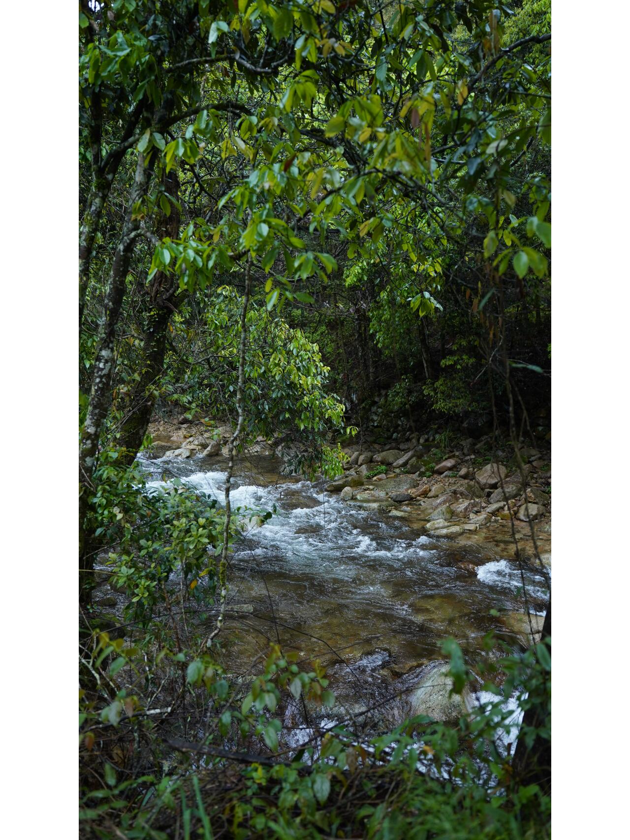 Premium Tongmuguan Red Tea Black Tea Authentic Laocong Lapsang Souchong Peach FlavorSmokless  Zhengshan Xiaozhong