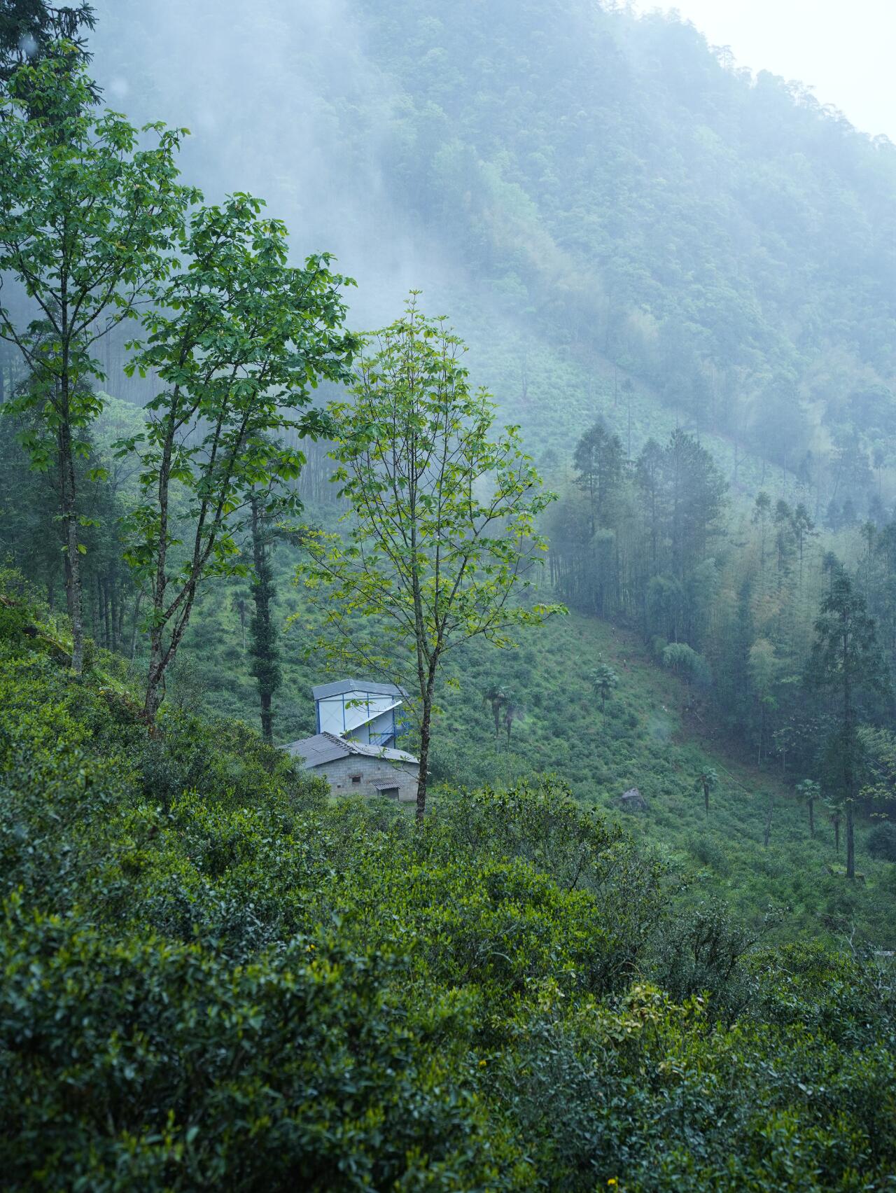 Premium Tongmuguan Red Tea Black Tea Authentic Laocong Lapsang Souchong Peach FlavorSmokless  Zhengshan Xiaozhong