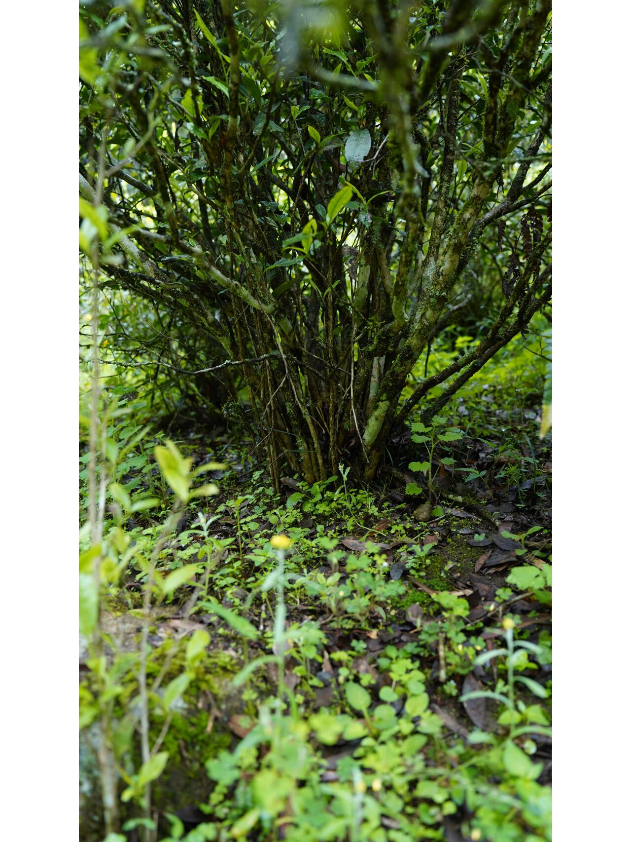 Premium Tongmuguan Red Tea Black Tea Authentic Laocong Lapsang Souchong Peach FlavorSmokless  Zhengshan Xiaozhong