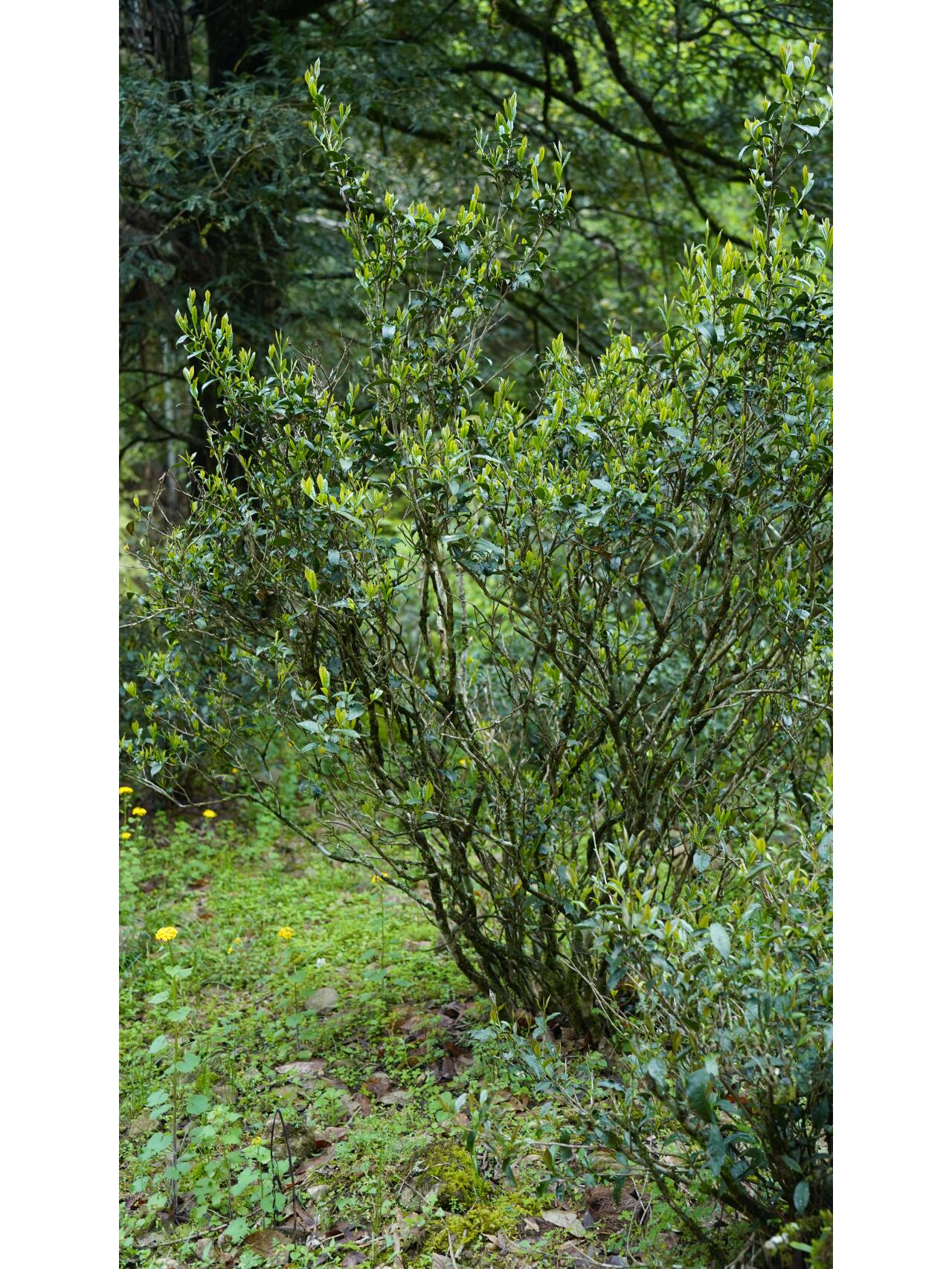 Premium Tongmuguan Red Tea Black Tea Authentic Laocong Lapsang Souchong Peach FlavorSmokless  Zhengshan Xiaozhong