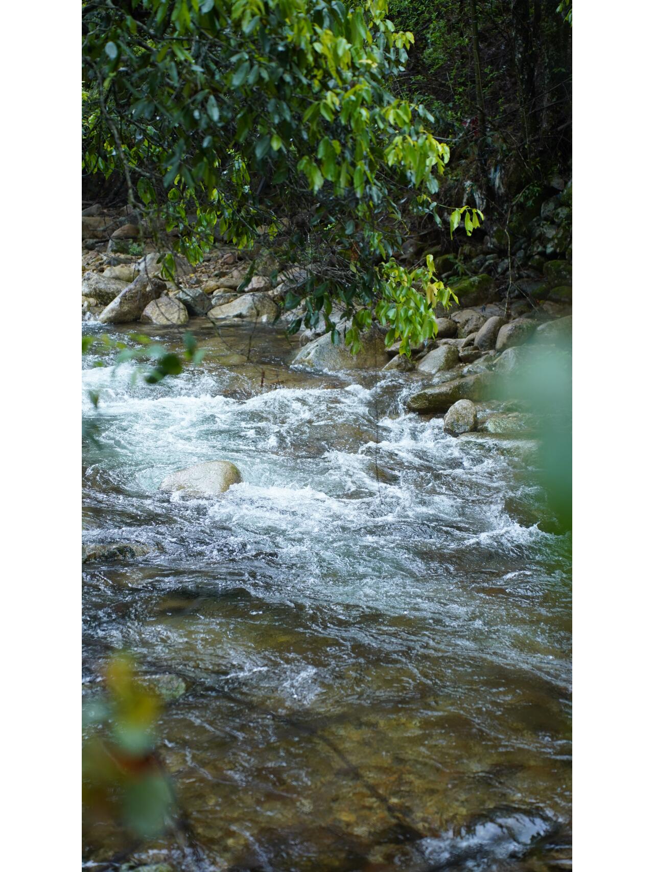 Premium Tongmuguan Red Tea Black Tea Authentic Laocong Lapsang Souchong Peach FlavorSmokless  Zhengshan Xiaozhong