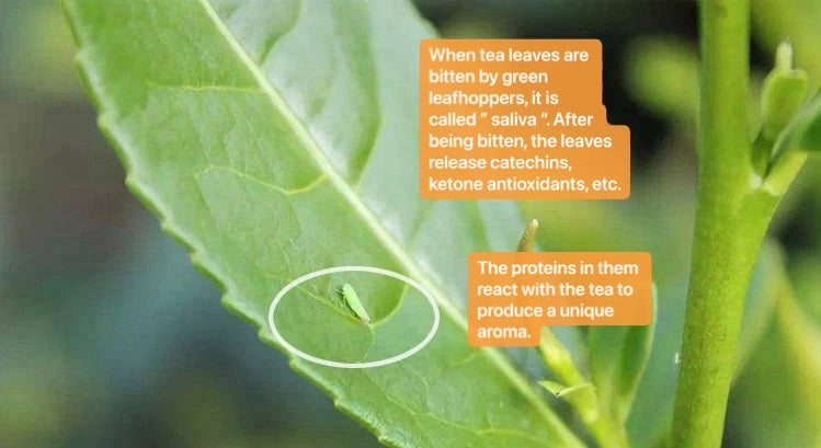 Chinese Premium Yunnan Oriental Beauty Oolong Tea Taiwan Style Dongfang Meiren Wulong White-tipped Oolong