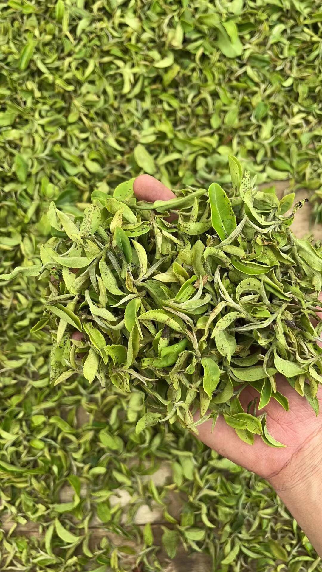 Chinese Premium Yunnan Oriental Beauty Oolong Tea Taiwan Style Dongfang Meiren Wulong White-tipped Oolong