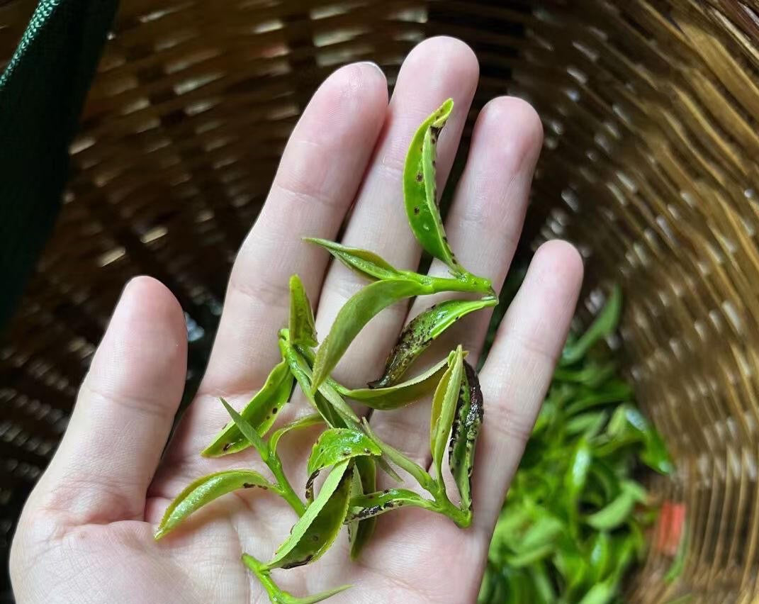 Chinese Premium Yunnan Oriental Beauty Oolong Tea Taiwan Style Dongfang Meiren Wulong White-tipped Oolong