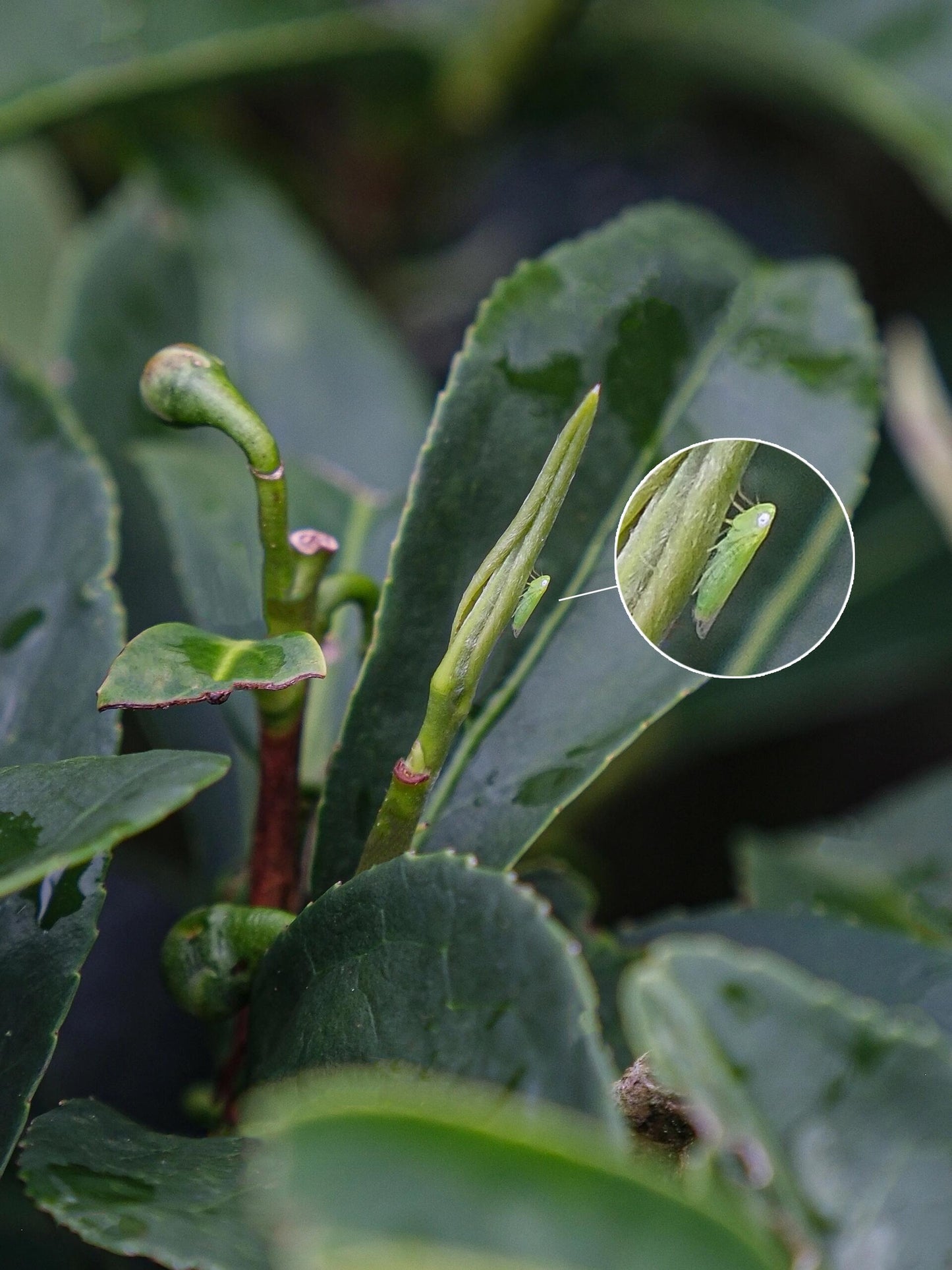 Chinese Premium Yunnan Oriental Beauty Oolong Tea Taiwan Style Dongfang Meiren Wulong White-tipped Oolong