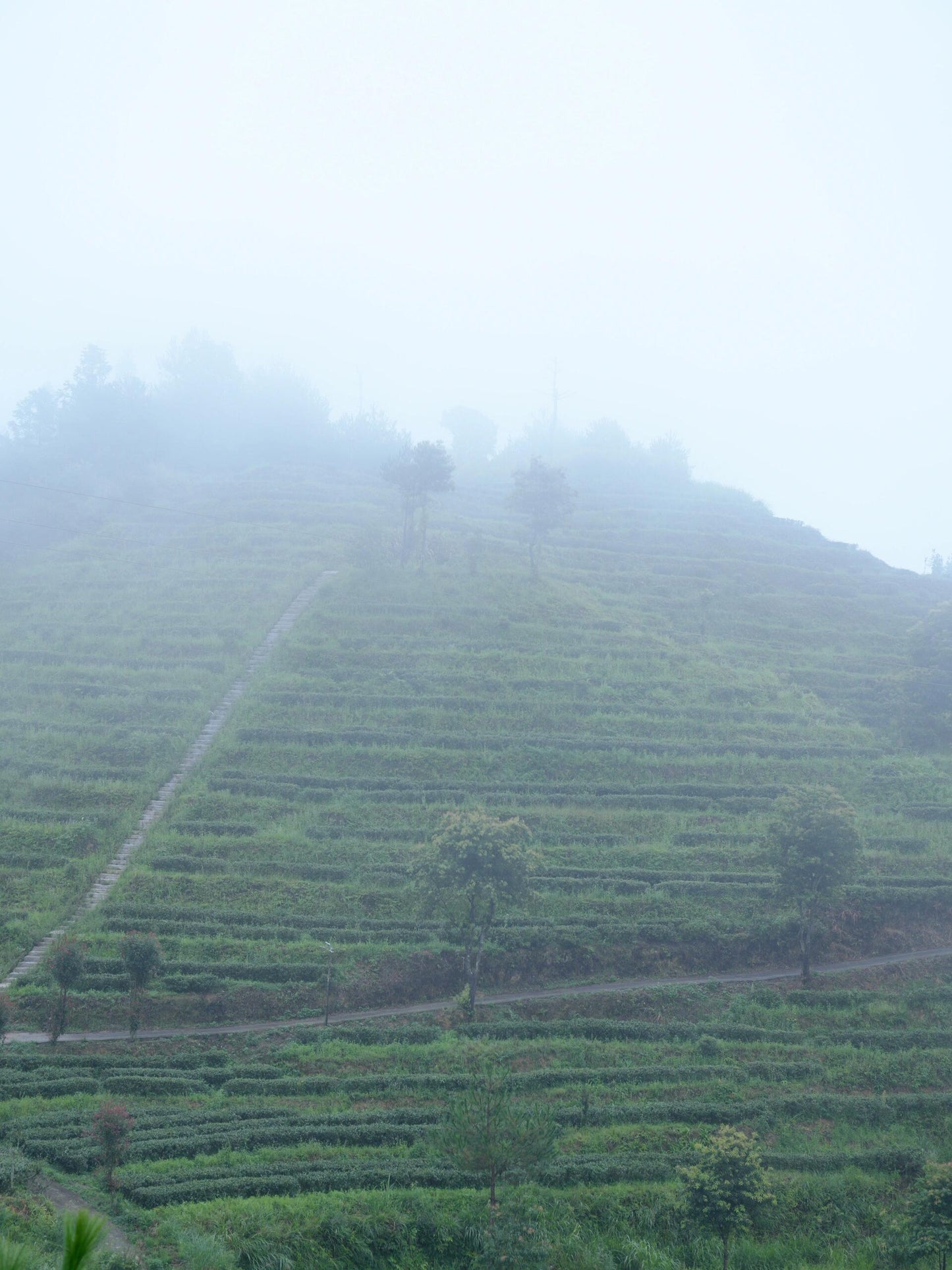 Chinese Premium Yunnan Oriental Beauty Oolong Tea Taiwan Style Dongfang Meiren Wulong White-tipped Oolong