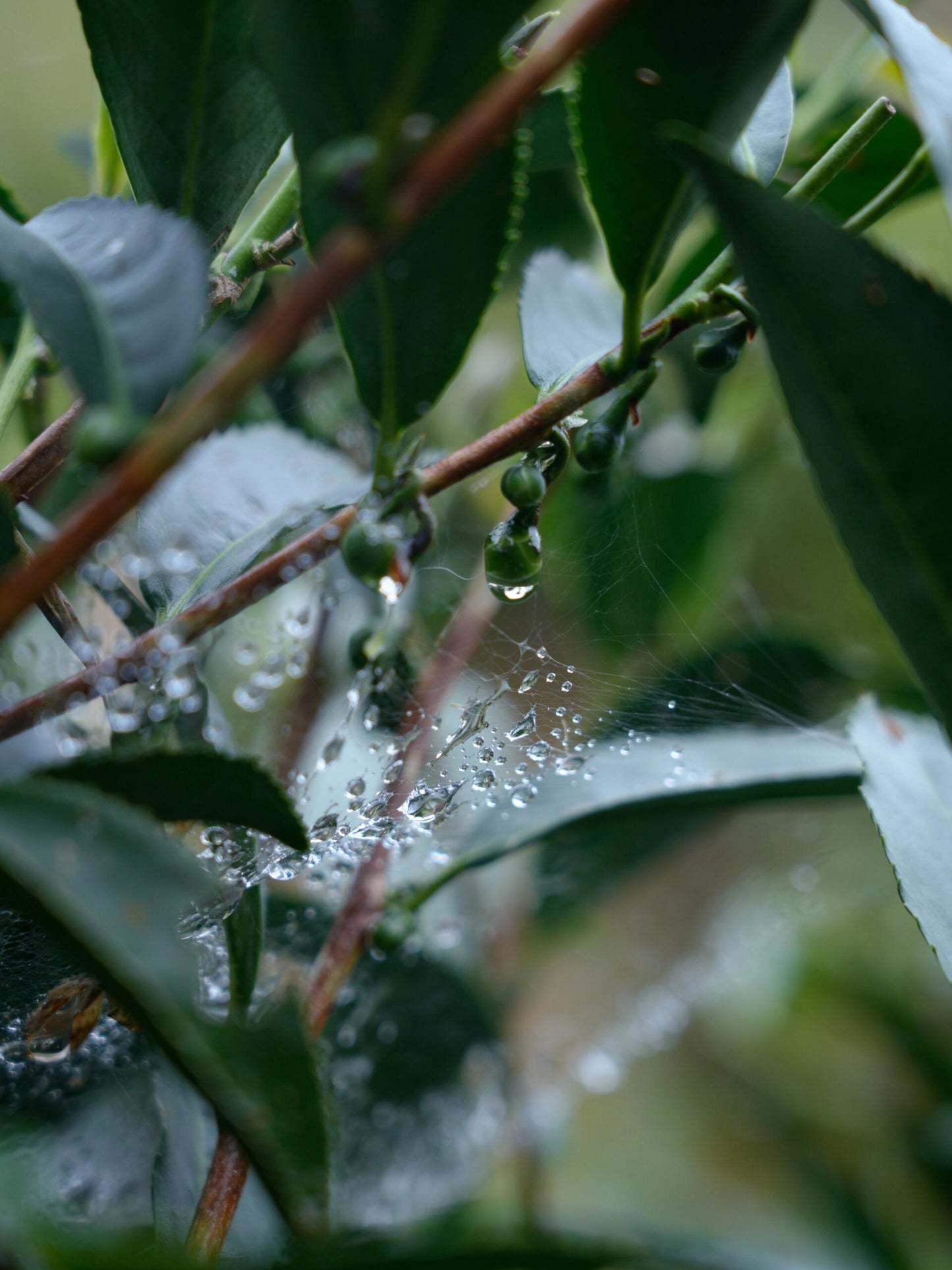 Chinese Premium Yunnan Oriental Beauty Oolong Tea Taiwan Style Dongfang Meiren Wulong White-tipped Oolong
