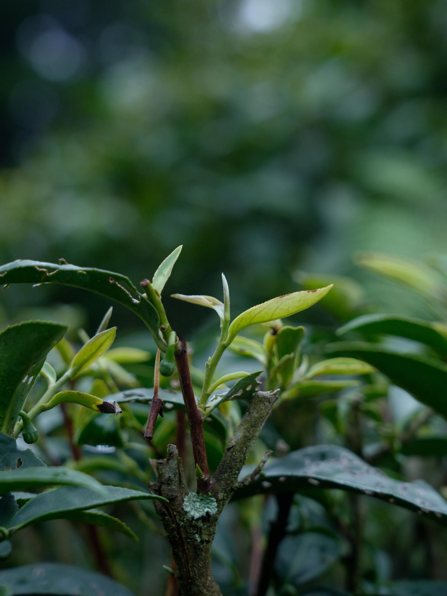 Chinese Premium Yunnan Oriental Beauty Oolong Tea Taiwan Style Dongfang Meiren Wulong White-tipped Oolong