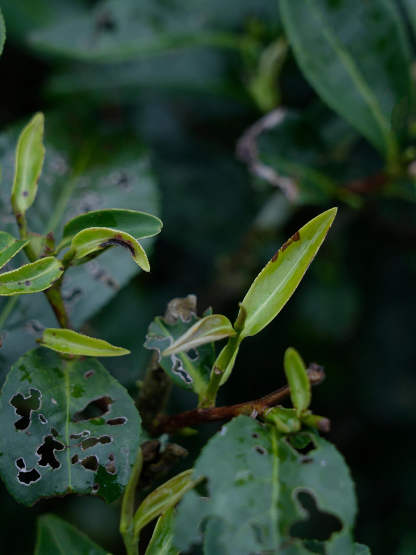 Chinese Premium Yunnan Oriental Beauty Oolong Tea Taiwan Style Dongfang Meiren Wulong White-tipped Oolong
