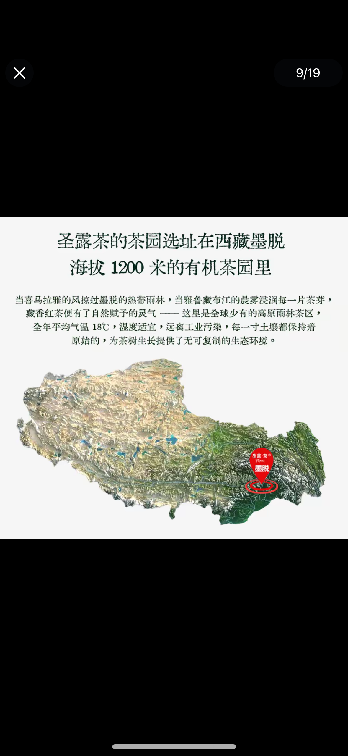 Organic Chinese Tibet Medog Premium Green Tea Motuo High-class Tea