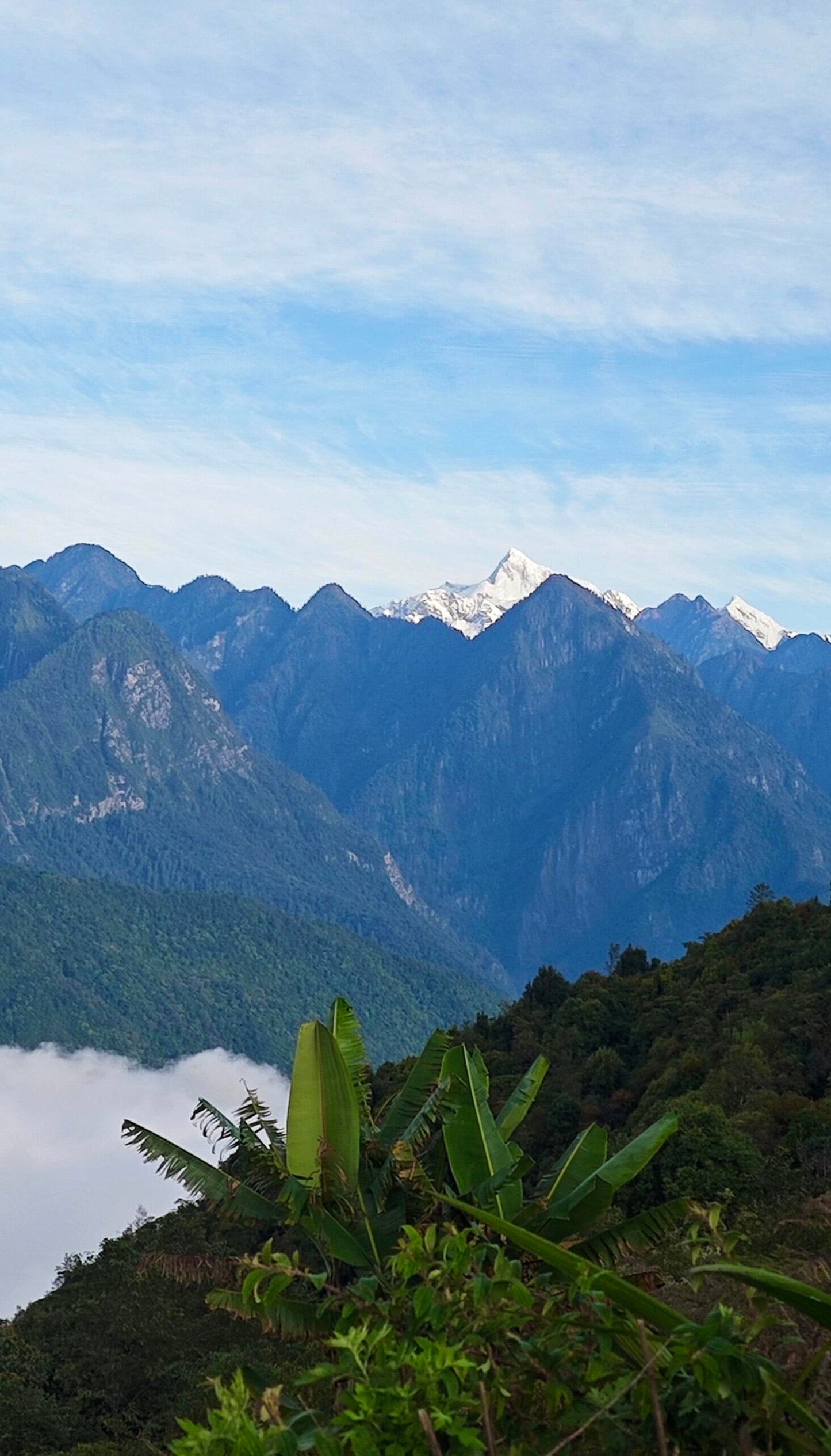 Organic Chinese Tibet Medog Premium Green Tea Motuo High-class Tea