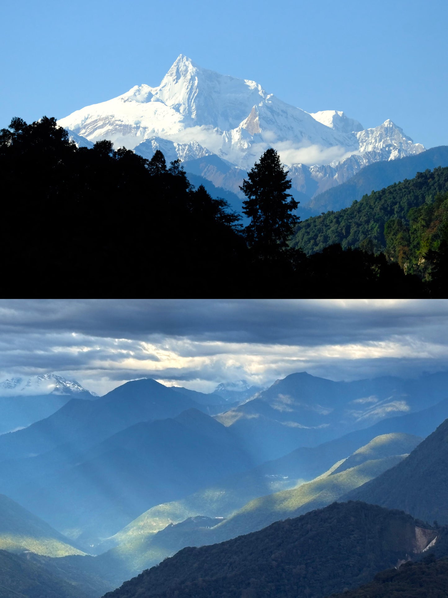 Organic Chinese Tibet Medog Premium Green Tea Motuo High-class Tea