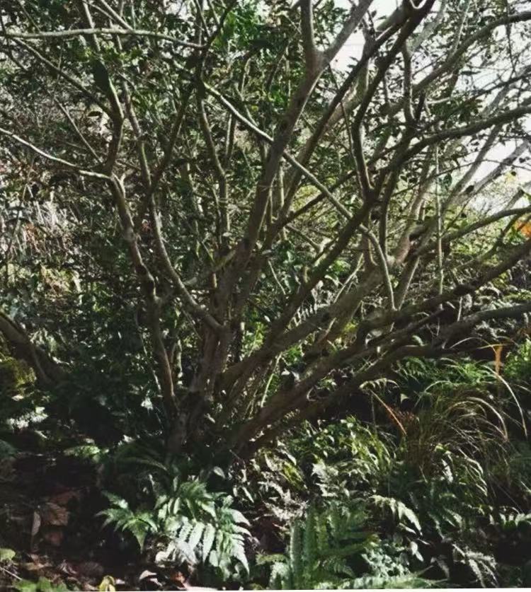 2014 Aged Fuding White Tea Wild Caicha Shoumei