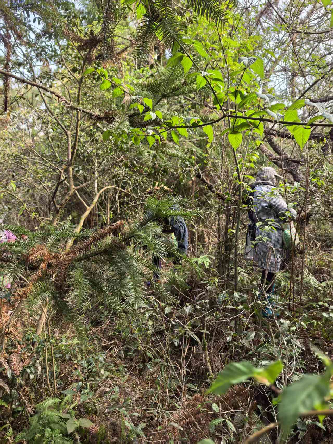 2014 Aged Fuding White Tea Wild Caicha Shoumei