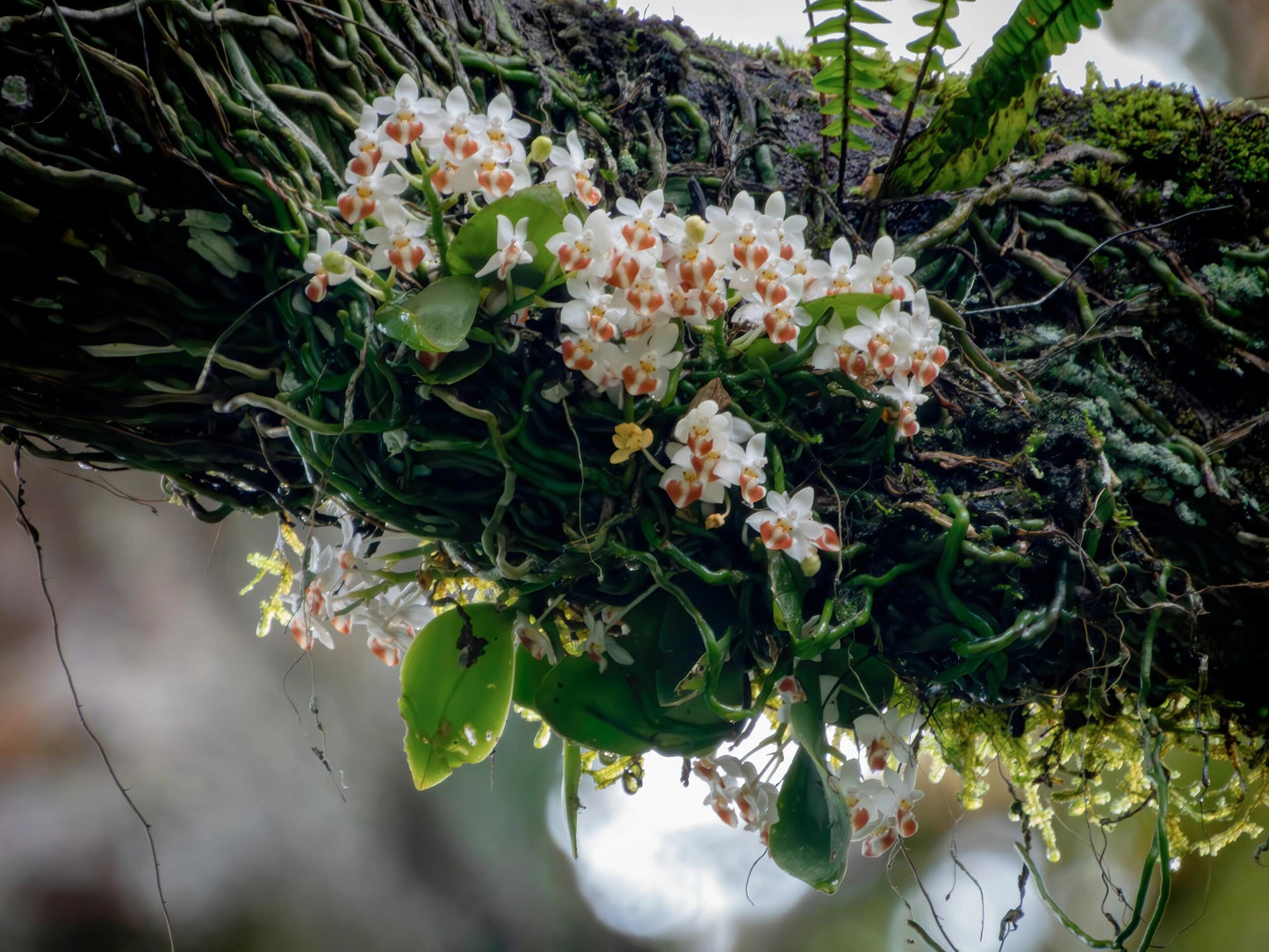 Organic Chinese Tibet Medog Premium Green Tea Motuo High-class Tea