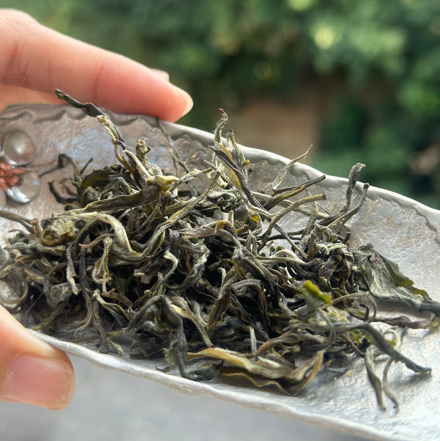 Organic Chinese Tibet Medog Premium Green Tea Motuo High-class Tea