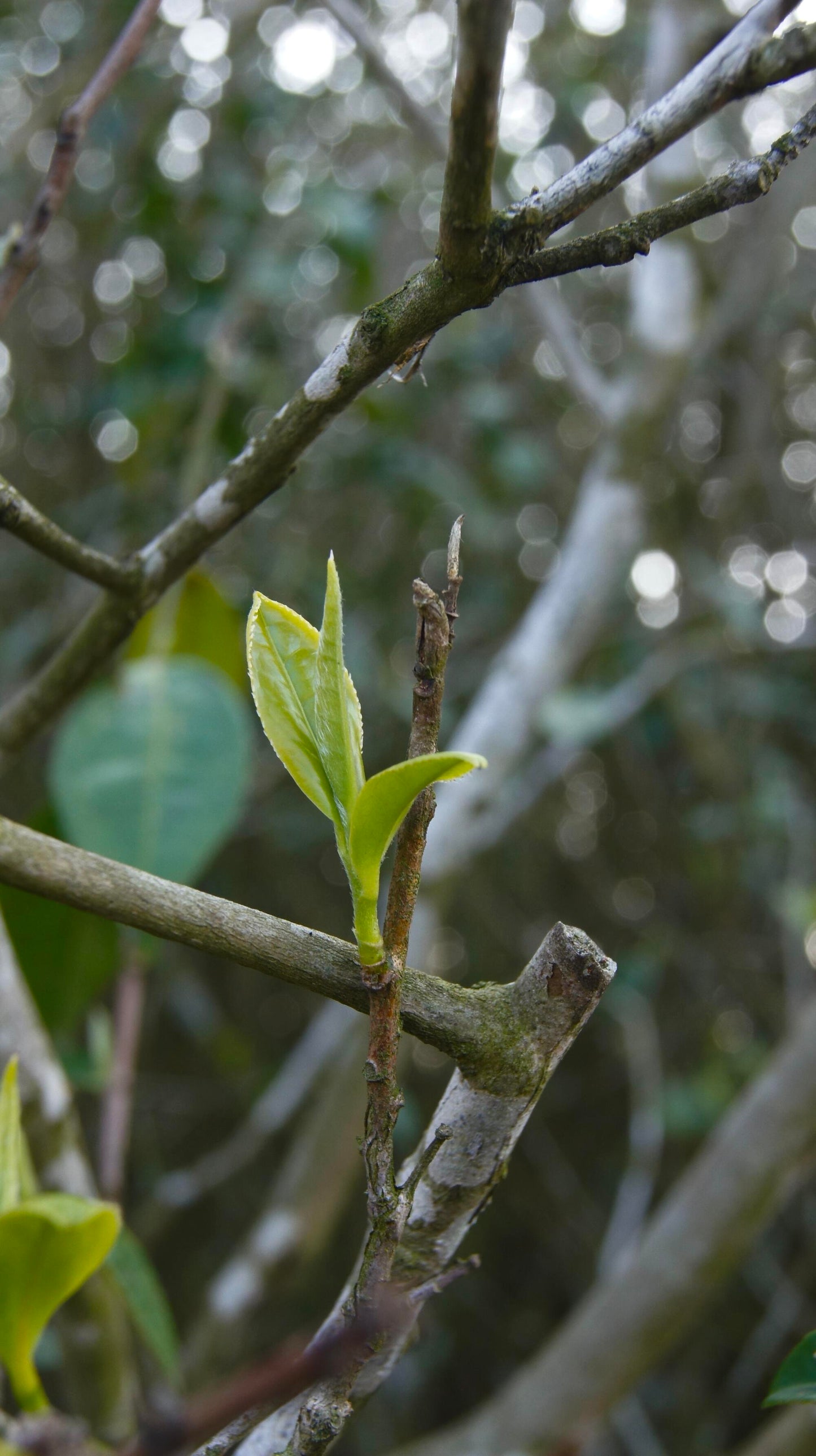 2025 Organic Wild First Spring Harvest Supreme Baimudan Liucong Panxi High Mountain  White Peony White Tea Baicha