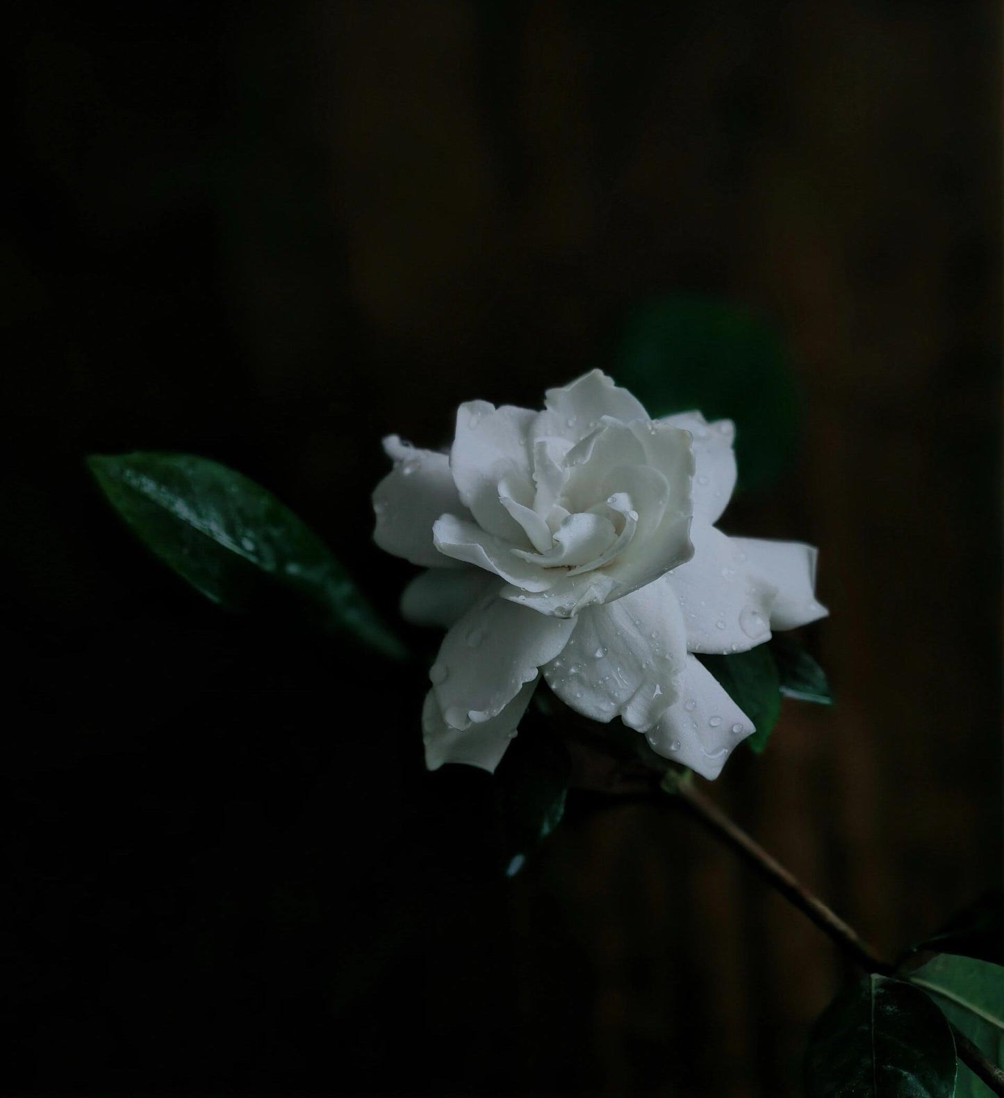 Chinese Premium Blended Gardenia Baimudan Fuding White Peony White Tea