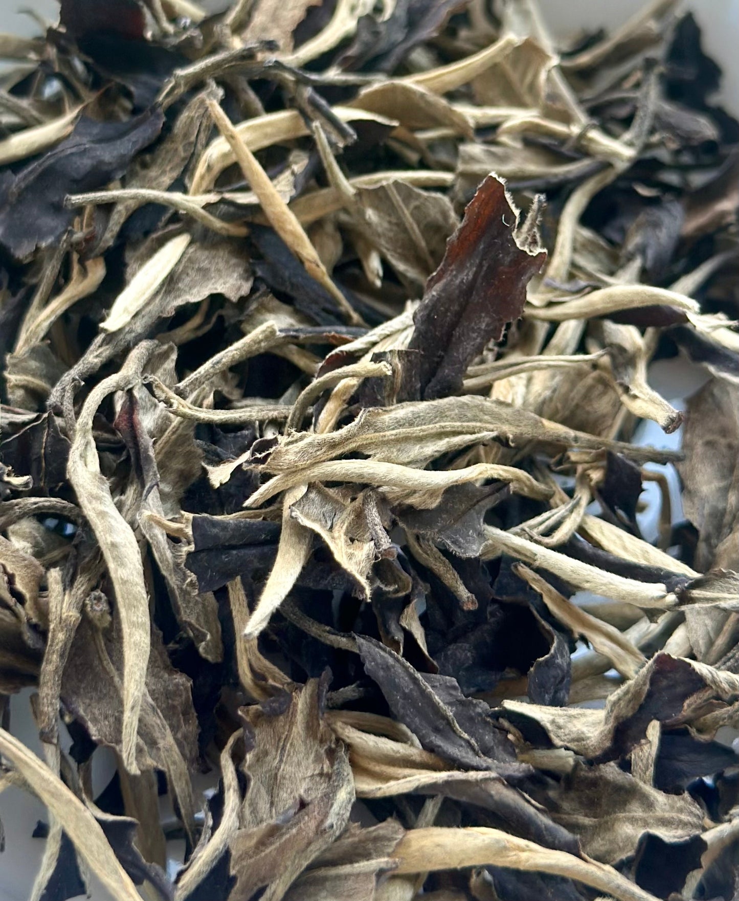 2022 Chinese Yunnan Yiwu White Tea Gushu Aged Baicha