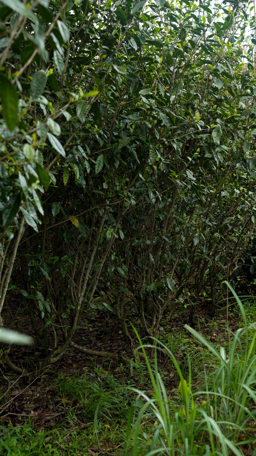 2019 Aged First Piack-up Harvest Organic Baimudan Laocong Old Tea Bush Panxi  Organic Wild White Peony White Tea Baicha