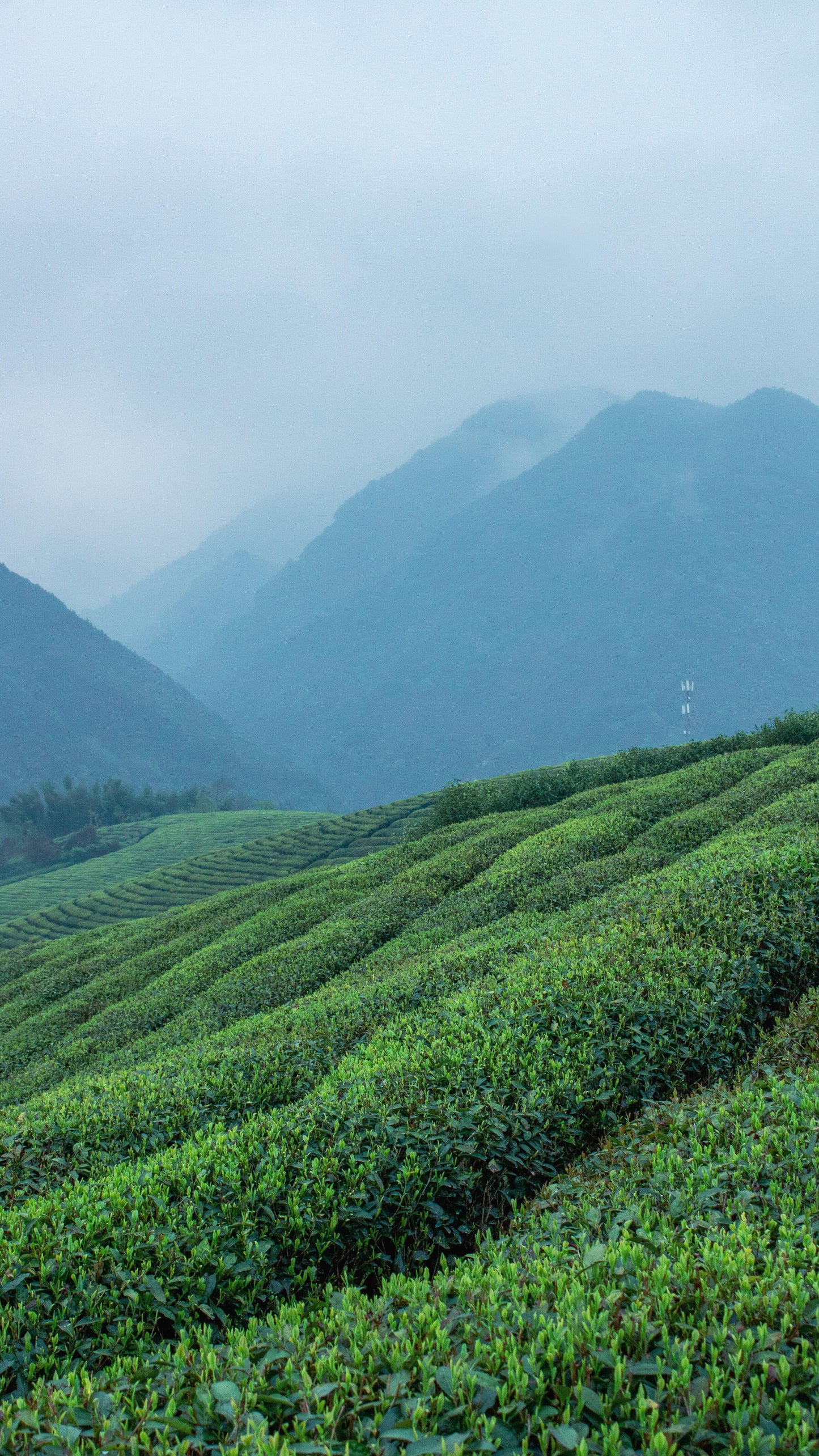 2013 Chinese Aged Sicuan Ya'an Dark Tea Zang Mengding High Mountain Tea Zang Cha Tibet TeaHeicha