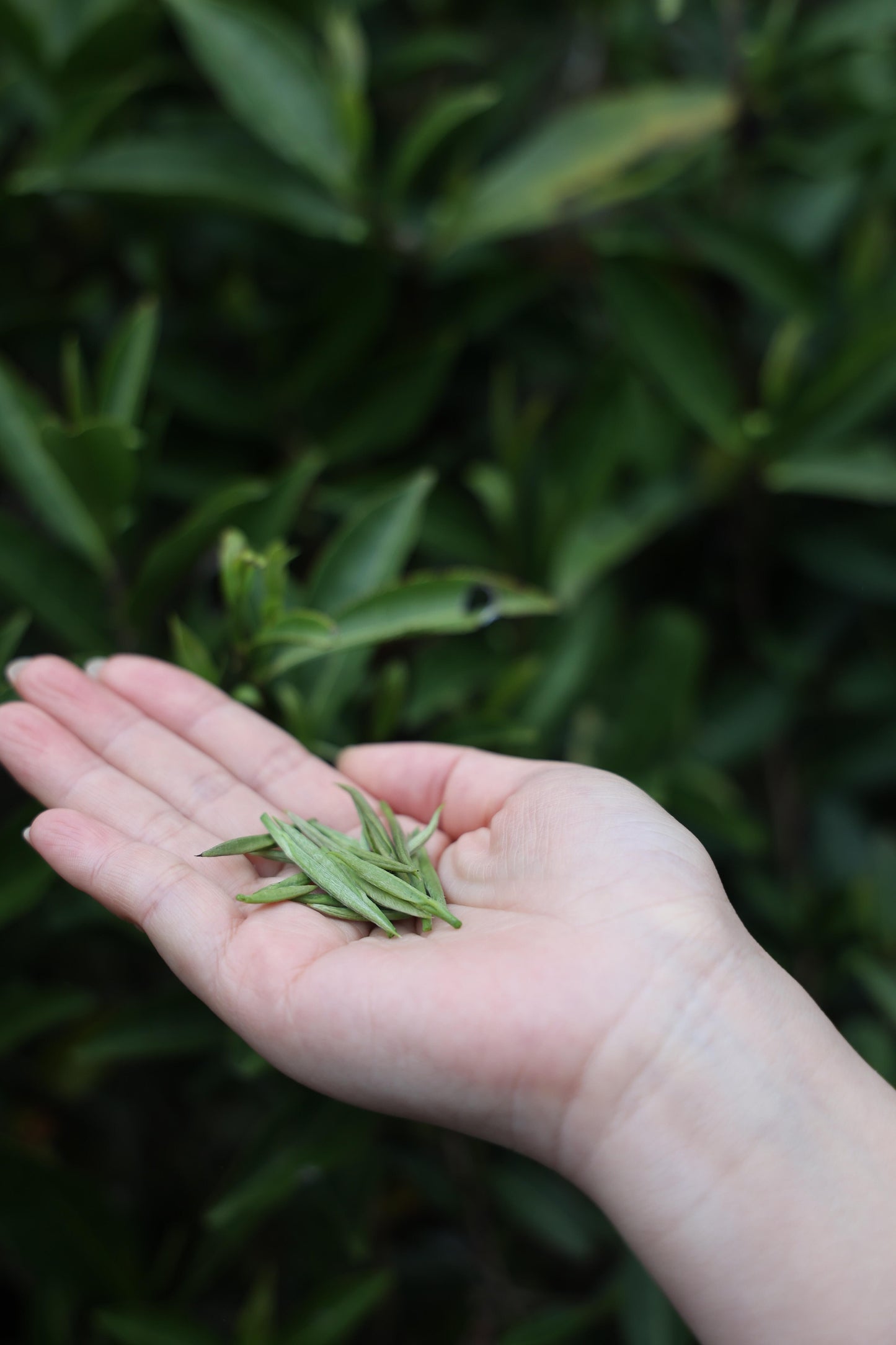 Premium Wuyi Mountain Tongmuguan Black Tea Authentic Jinjunmei Supreme Grade First Spring Pick-up Harvest High-end Chinese Red Tea