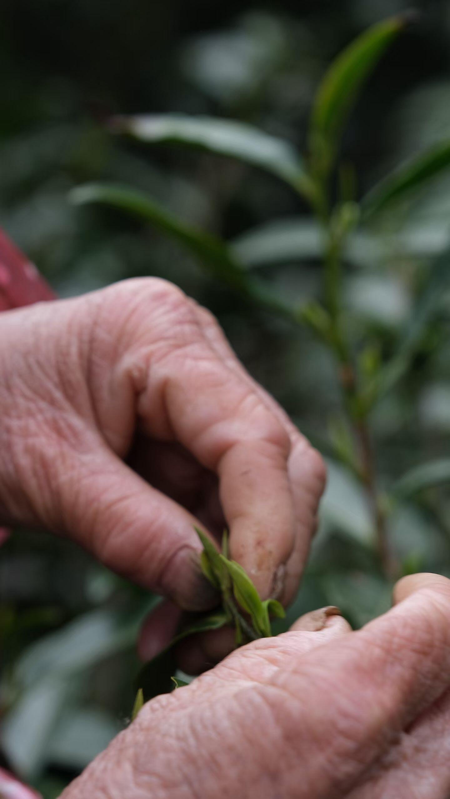 Premium Wuyi Mountain Tongmuguan Black Tea Authentic Jinjunmei Supreme Grade First Spring Pick-up Harvest High-end Chinese Red Tea