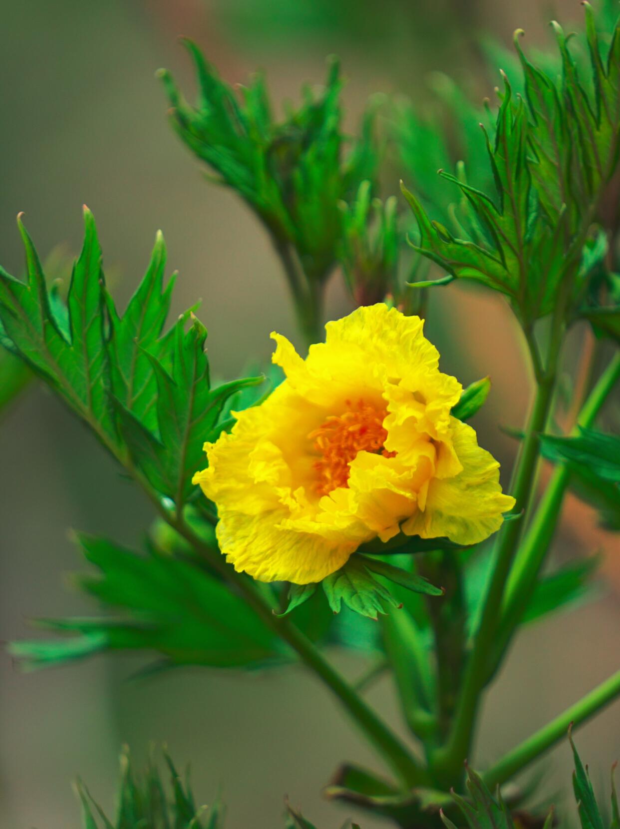 Chinese Organic Super Precious Altitude 3400m Wild Tibet Yellow Peony Fresh Dried Flower Detox Tea 8g