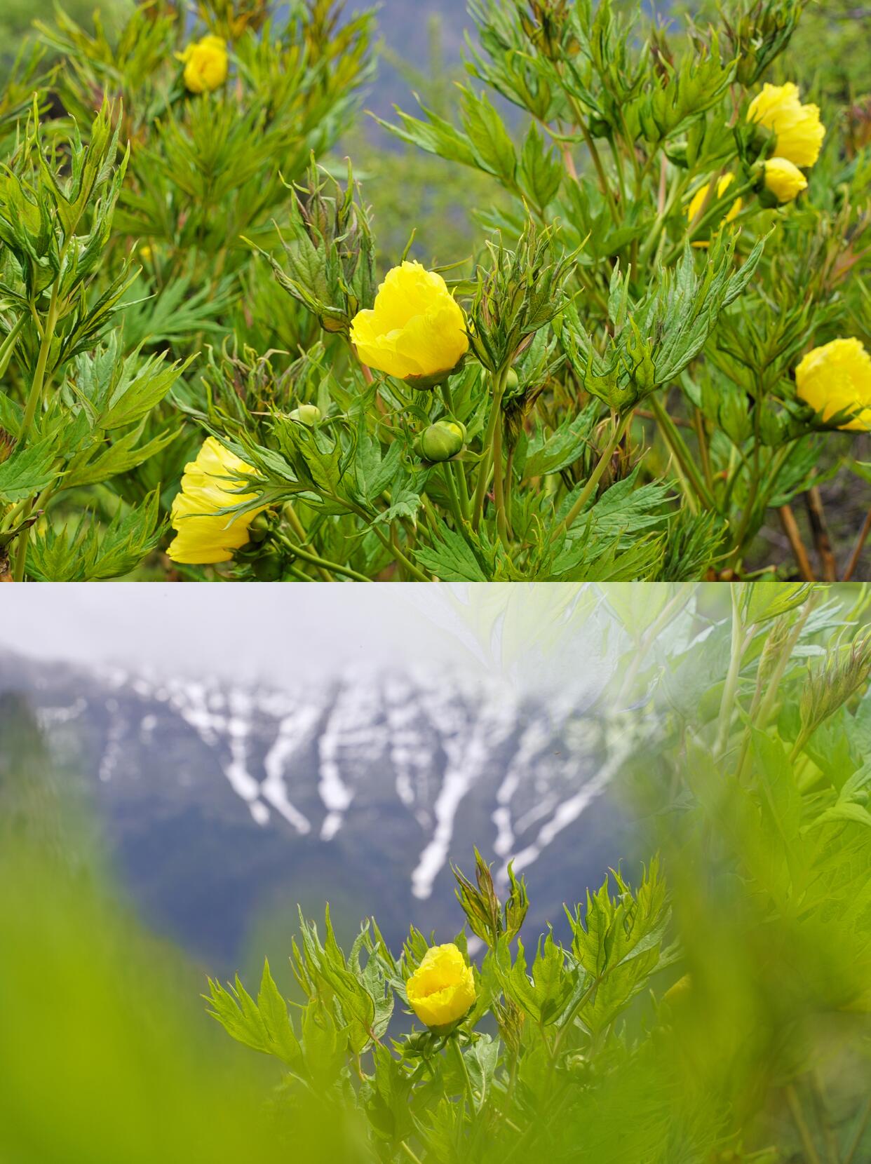 Chinese Organic Super Precious Altitude 3400m Wild Tibet Yellow Peony Fresh Dried Flower Detox Tea 8g