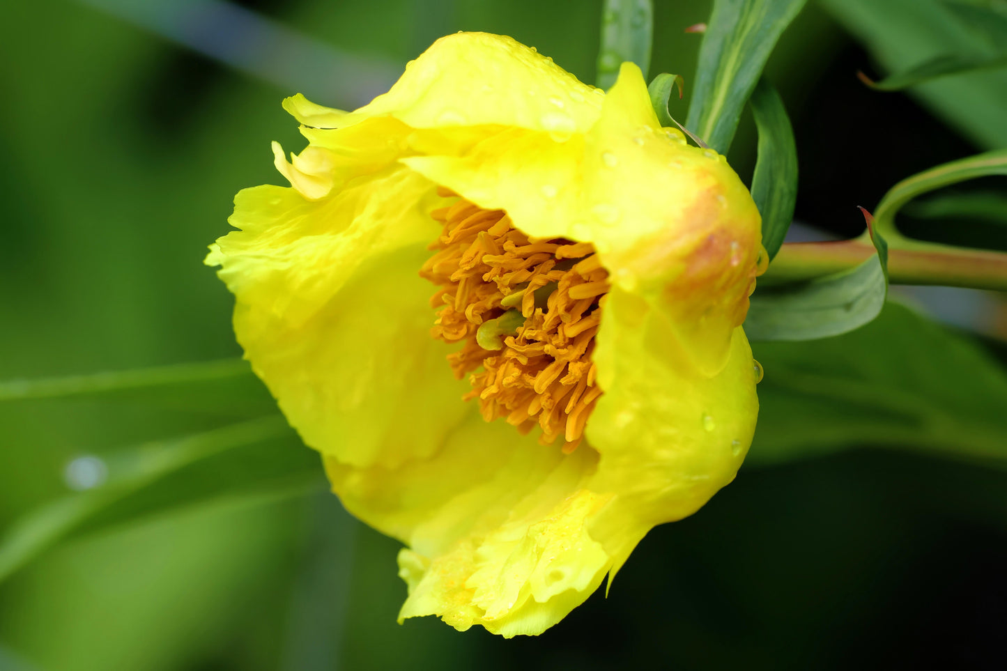 Chinese Organic Super Precious Altitude 3400m Wild Tibet Yellow Peony Fresh Dried Flower Detox Tea 8g